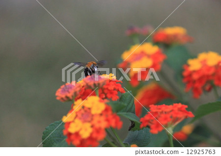 生物昆蟲Aosgekoibuto山毛櫸，一旦它停止，我把頭伸進花里，所以我幾乎看不見我的臉 12925763