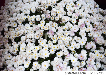 Flowers Flowers 12925798
