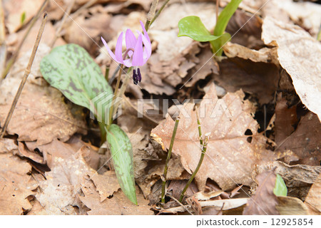 Katakuri（野生） 12925854