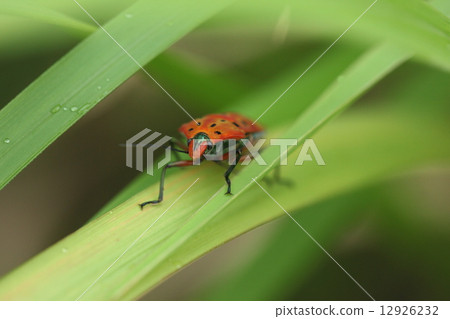 Living thing insects Akagi bugs, a shiny blue-green color as you see from the front and head is conspicuous 12926232