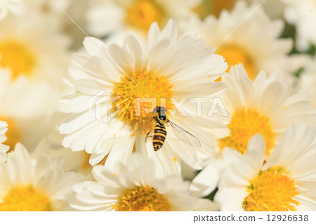 Abu and chrysanthemum 12926638