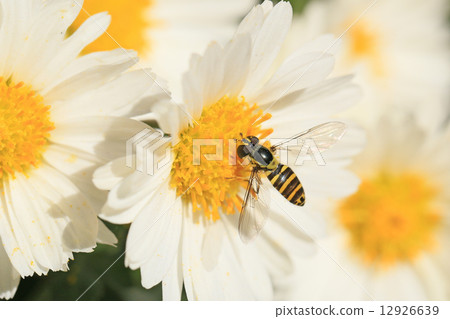 昆蟲和鮮花 12926639