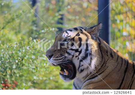 Female of Amur Tora 12926641