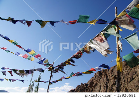 Tarucho Tarucho 12926681