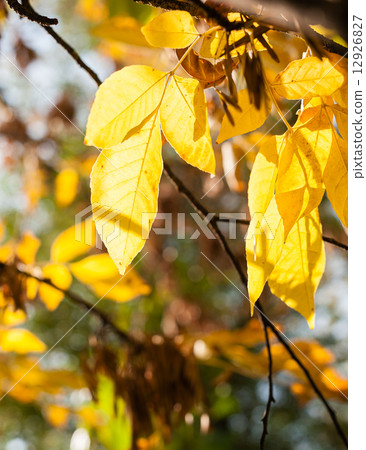 Leaves of Acer negundo Leaves of Acer negundo 12926827
