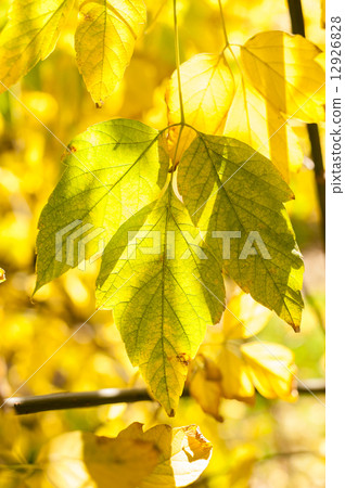 Leaves of Acer negundo Leaves of Acer negundo 12926828