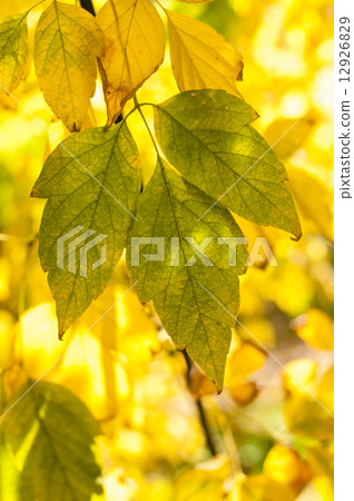 Leaves of Acer negundo Leaves of Acer negundo 12926829