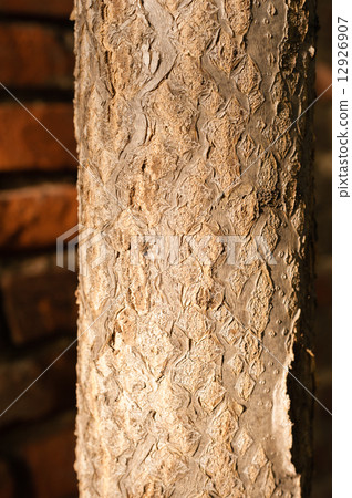 Tree trunk Tree trunk 12926907