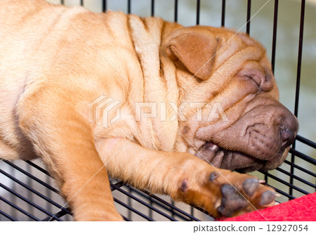 Sleeping sharpei dog. Sleeping sharpei dog. 12927054