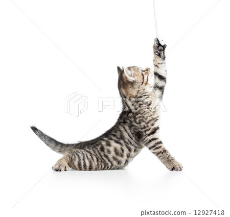 playful scottish kitten looking up 12927418
