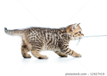 playful kitten cat pulls cord isolated 12927419
