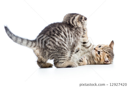 two funny cat kittens play together 12927420