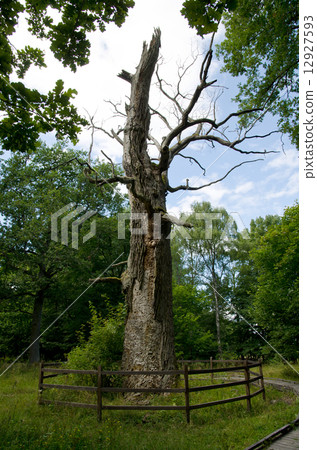 Old fenced oak 12927593