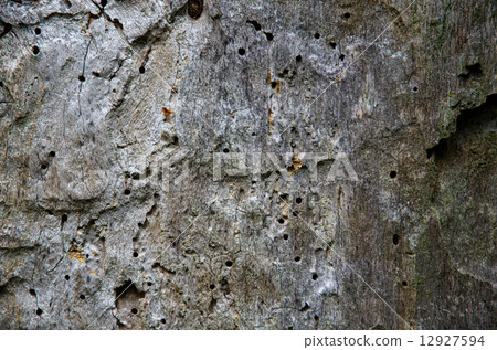 Background of old oak tree 12927594