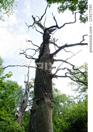 Ancient oak tree 12927595