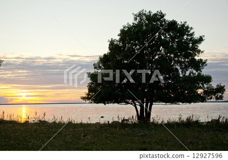 Alder tree in sunset 12927596