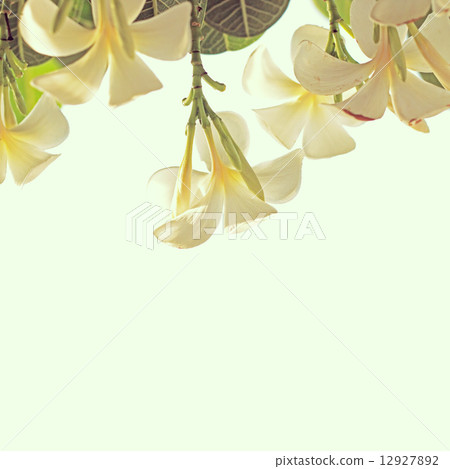 Tropical plumeria Tropical plumeria 12927892