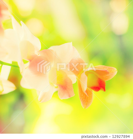 Orchid Orchid 12927894