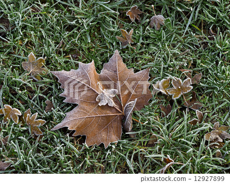Frost Frost 12927899