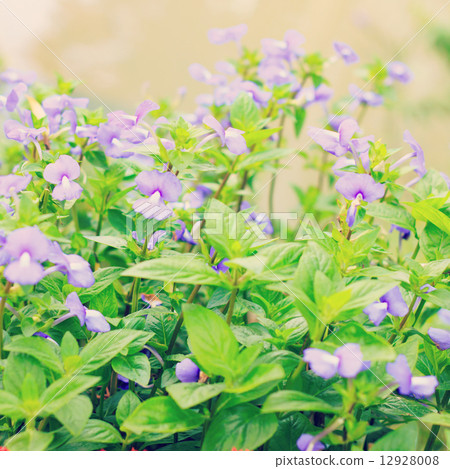 Flowers - instagram filter 12928008