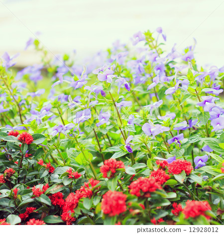 Flowers - instagram filter 12928012