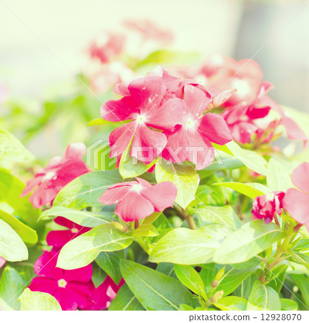Flowers - instagram filter 12928070