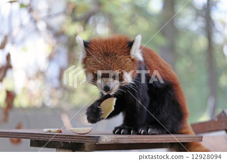 小熊貓 小熊貓 12928094