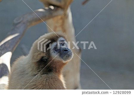 White gibbon White gibbon 12928099
