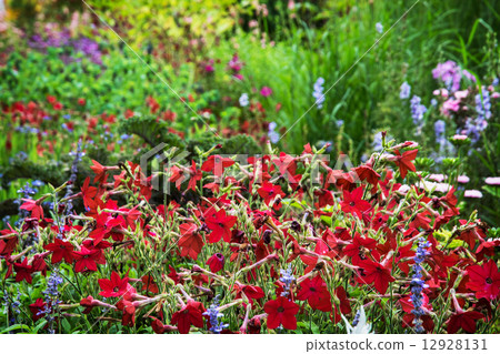 Beautiful meadow with various flowers 12928131