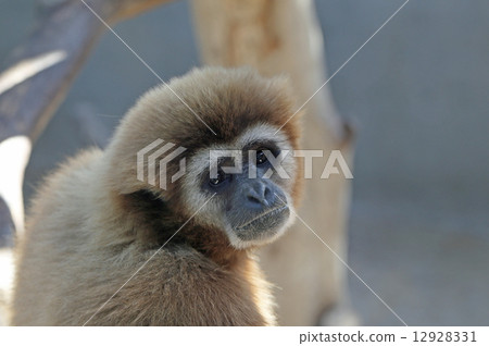 White gibbon White gibbon 12928331