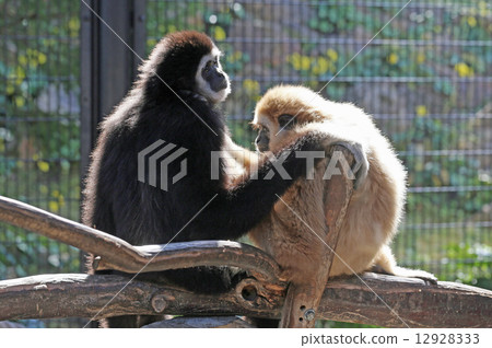 A couple of white gibbon monkeys 12928333