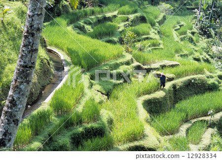 Bali rice terrace (rice terrace) Bali rice terrace (rice terrace) 12928334