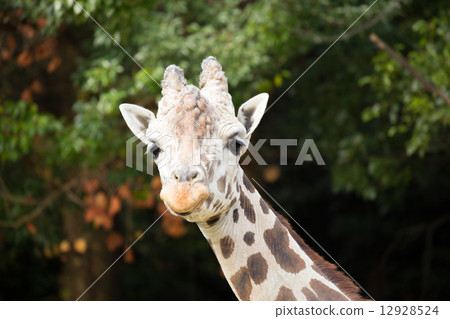 Giraffe (face) Giraffe (face) 12928524