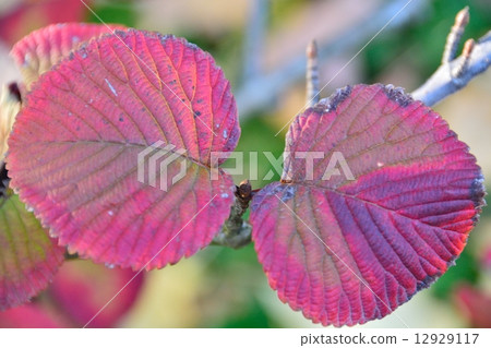 Autumn leaves of Oedemari Autumn leaves of Oedemari 12929117