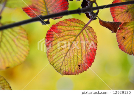 Autumn leaves of Oedemari 12929120
