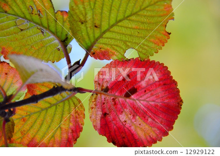 Autumn leaves of Oedemari 12929122