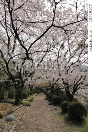 新居浜市廣瀨公園，在Kameike的Kamejima附近的小櫻花 12929197