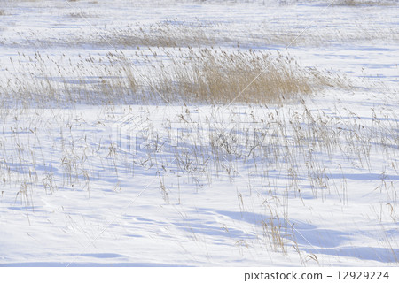 Snowy field 12929224