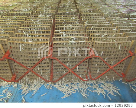 Silkworm upper ridge (Fukaya city, Saitama Prefecture) 12929293