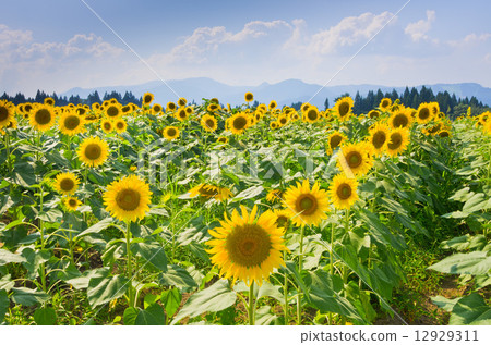 Tsunan向日葵廣場向日葵1 Tsunan向日葵廣場向日葵1 12929311