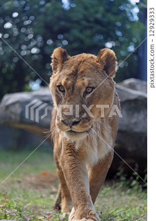Female Lion Female Lion 12929333