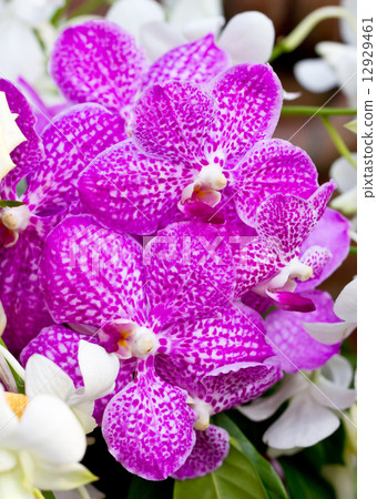 Purple vanda orchid. 12929461