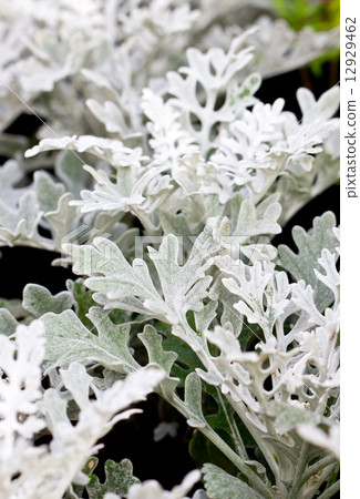 Dusty miller plant. 12929462