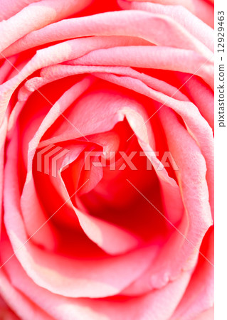Pink rose close up. 12929463