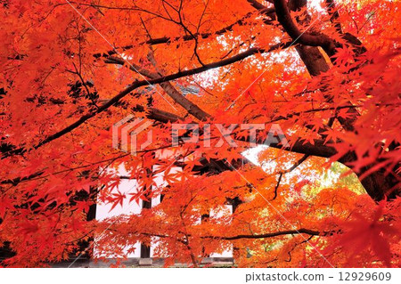 Autumn leaves Autumn leaves 12929609