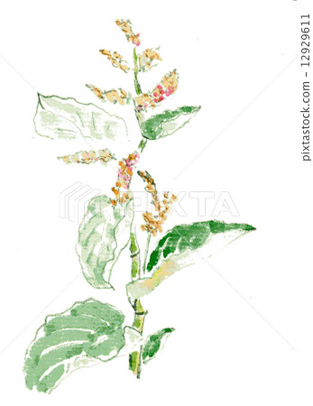 取花（手繪插圖） 12929611