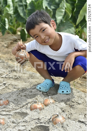 onion onion 12929734
