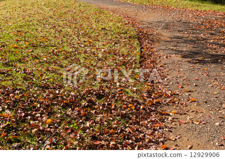落葉 12929906