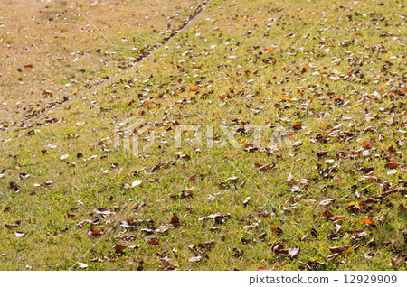 落葉 12929909