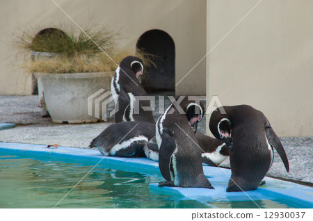 Penguin Penguin 12930037